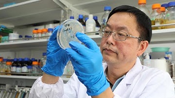 Chinese scientists create world’s first functional single-chromosome yeast