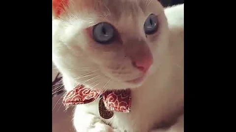 Video 2611681: cat blue eyes, blue cat eating, sweet cat, best funny cat