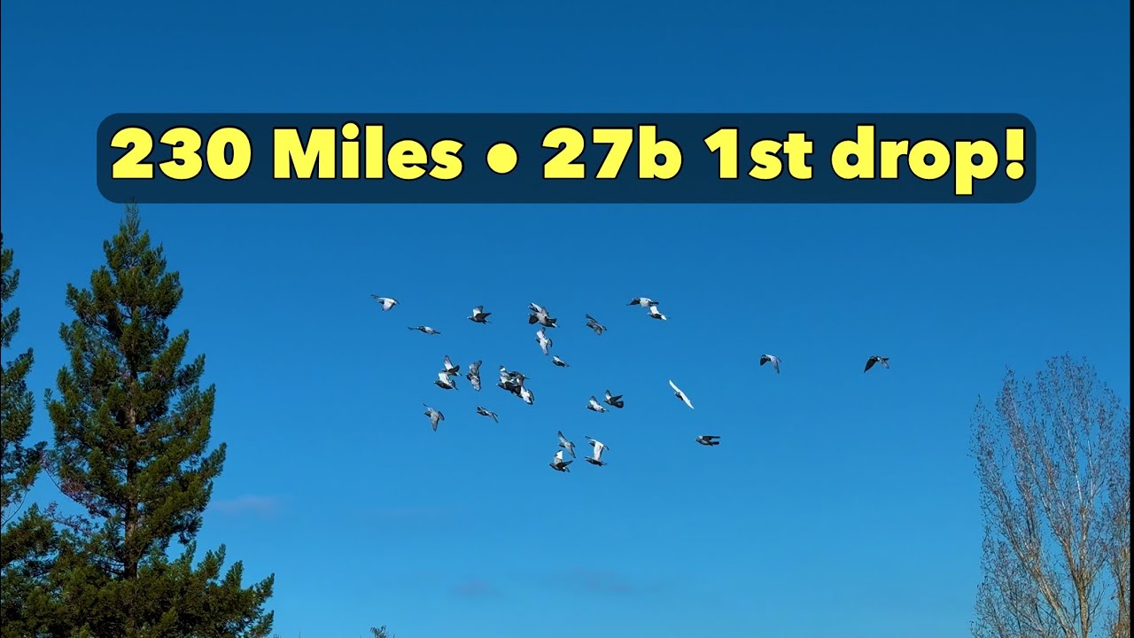 Гонка №3 Виннемакка, Невада