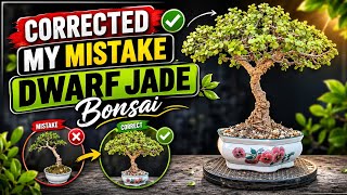 Dwarf Jade Bonsai Mistake Fixed! Before & After