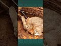 Cute Mother Rabbit 🐇 with baby rabbits 😀❤️