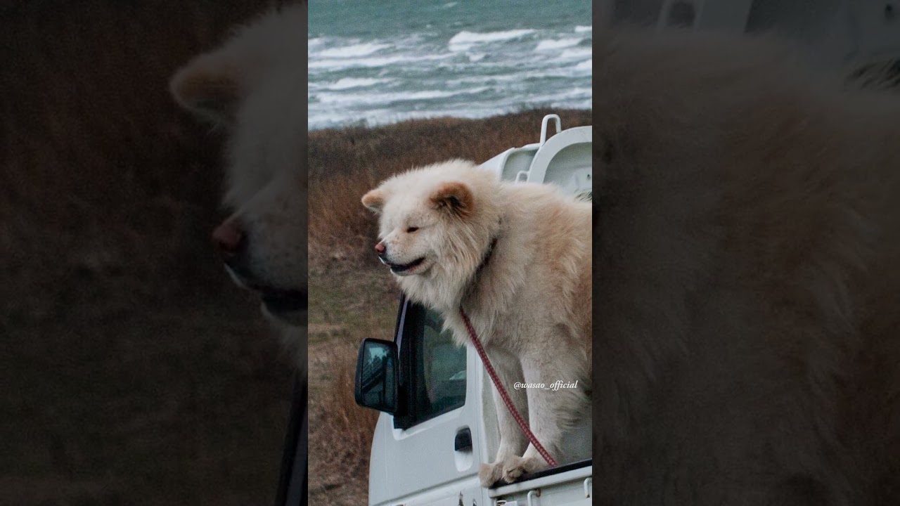 #わさお on That Day — Standing in the Truck Bed 03/08/2010 #snapshotssong