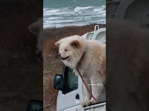 #わさお on That Day — Standing in the Truck Bed 03/08/2010 #snapshotssong
