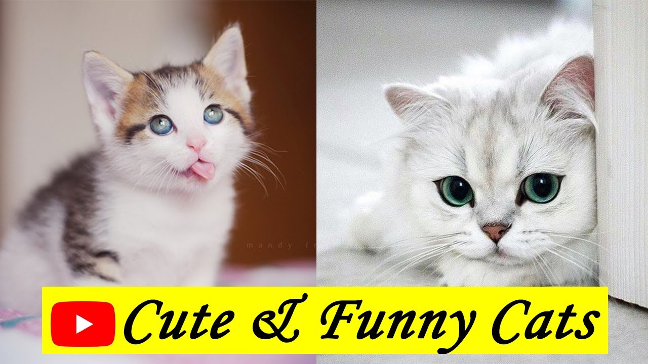 Cute and Funny Cat Videos | Funny Cats Try Not To Laugh | Funny Cats ...