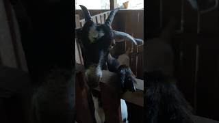 Klepek-klepek #beranda #cover #dangdut #music #hesty #klepek #coversong #dj #trend #fyp2025