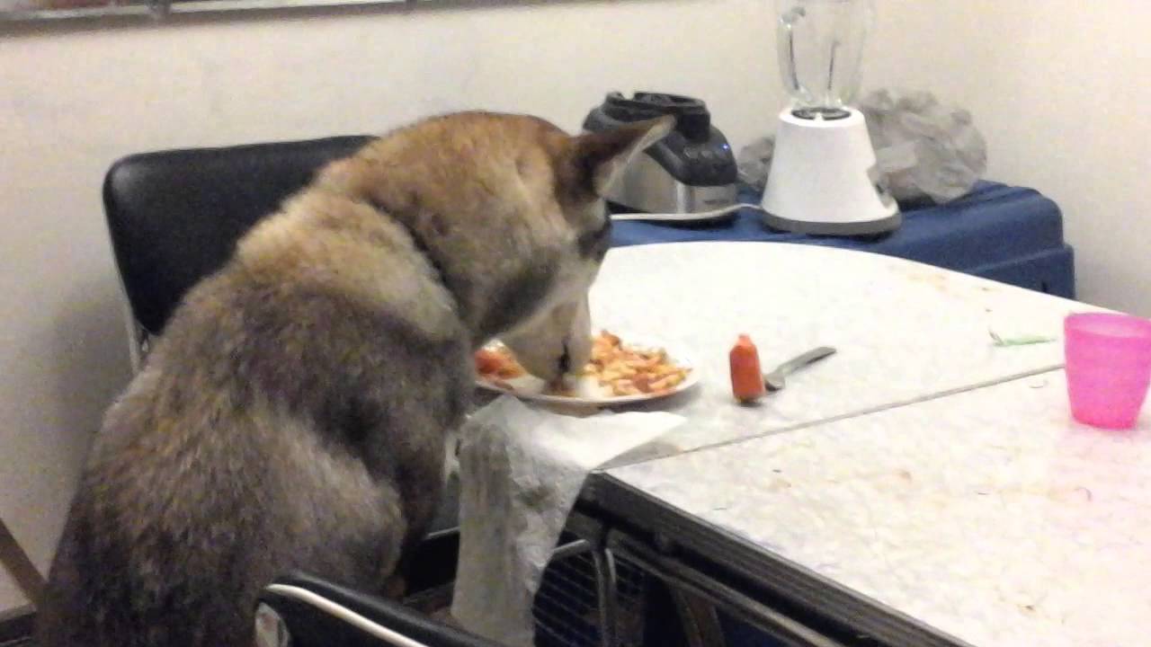 The dog ate my lunch YouTube