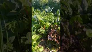 15 ASOCIACIONES BENÉFICAS PARA LA HUERTA  &quot;ALELO EMPATÍA&quot; #plantas #TERREGAL