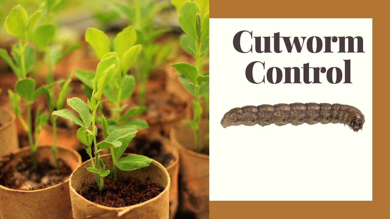 Cutworms Natural Ways To Get Rid Of Them YouTube cutworms-natural-ways-to-get-rid-of-them-youtube
