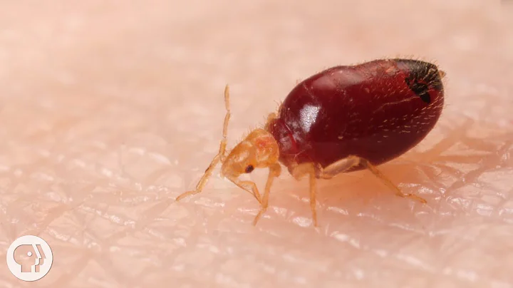 Watch Bed Bugs Get Stopped in Their Tracks | Deep Look - DayDayNews