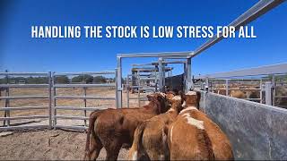 BUD BOX LOW STRESS CATTLE HANDLING