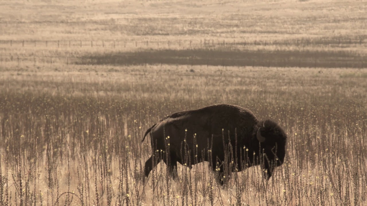 Free Roaming Bison