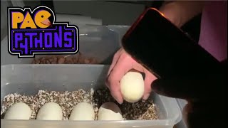 Pulling Clutch 2 & 3 - Candled Eggs - Cutting Slugs - Moldy Egg Treatment - Incubation Setup