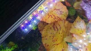 planted tank eheim proxima 325l