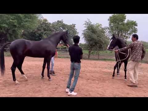 Marwari Horse Breeding | Marwari horses | black horses | stallion horses | horse breeding