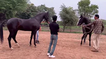 Marwari Horse Breeding | Marwari horses | black horses | stallion horses | horse breeding
