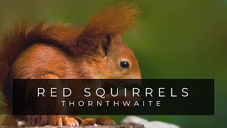 Thornthwaite Squirrels