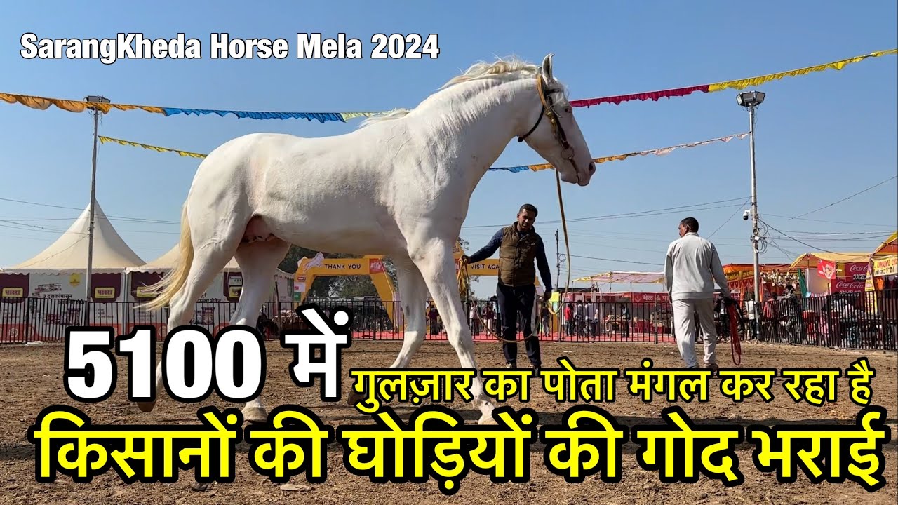 खली का बेटा मंगल कर रहा है किसानों की घोड़ियाँ की 5000 में गोद भराई | sarangkheda horse market 2024