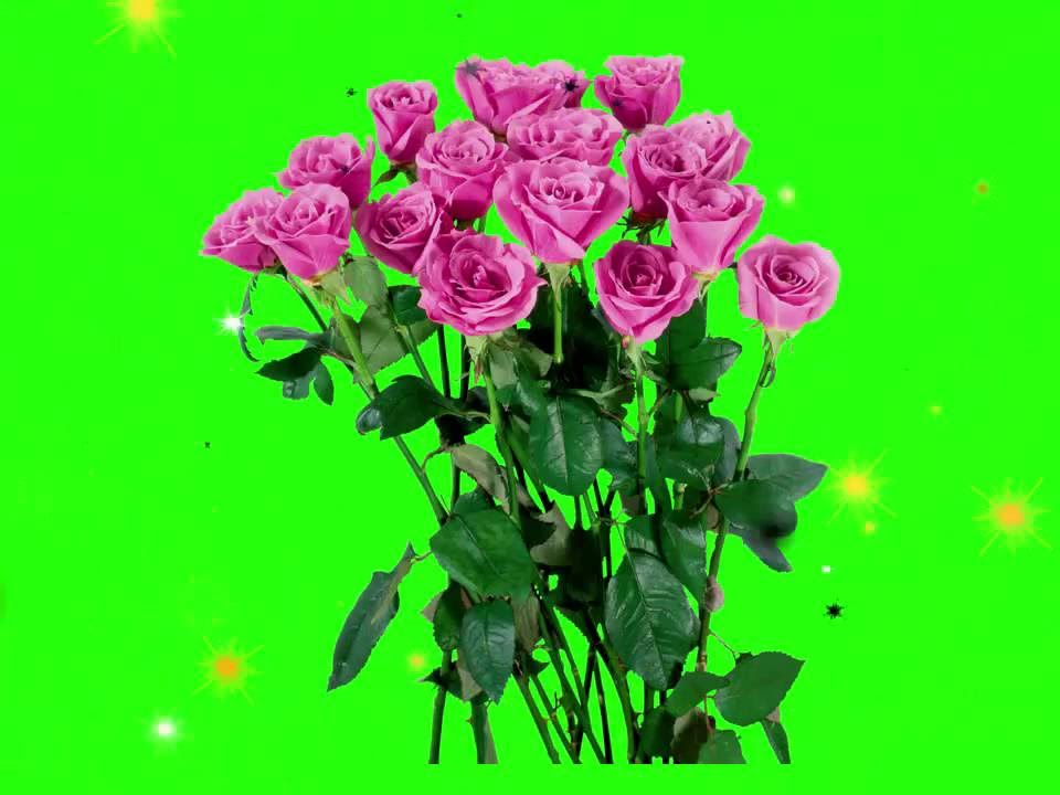 Футаж букет цветов. Букет роз хромакей. Хризантема хромакей. Букетик цветов на зеленом фоне. Букет роз на хромакее.
