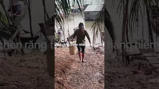 CÁ CHÈN RĂNG - ĐẶC SẢN CÁ  SÔNG THIÊN NHIÊN AN GIANG
