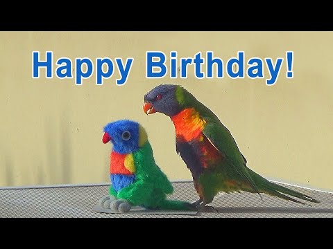 birthday-video-card---funny-birds