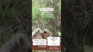 КАК ОТПУСТИТЬ ОТНОШЕНИЯ И ПОЙТИ ДАЛЬШЕ # отношения #любовь #мужчины #женскаяэнергия