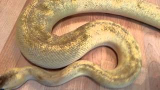 Pastel champagne ball python