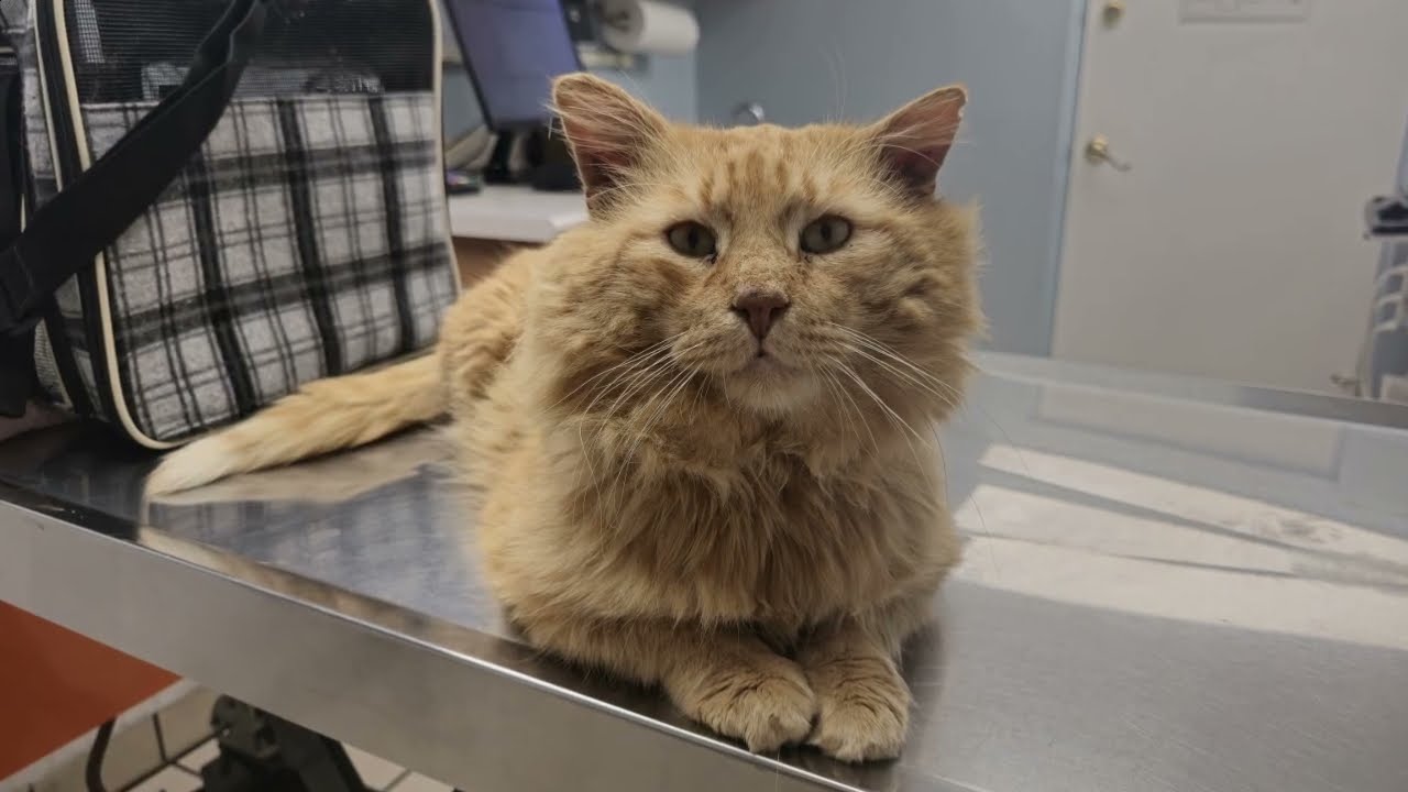 Meet Grandpa 🐾 | Colony Cat Turned House Snuggle Bug