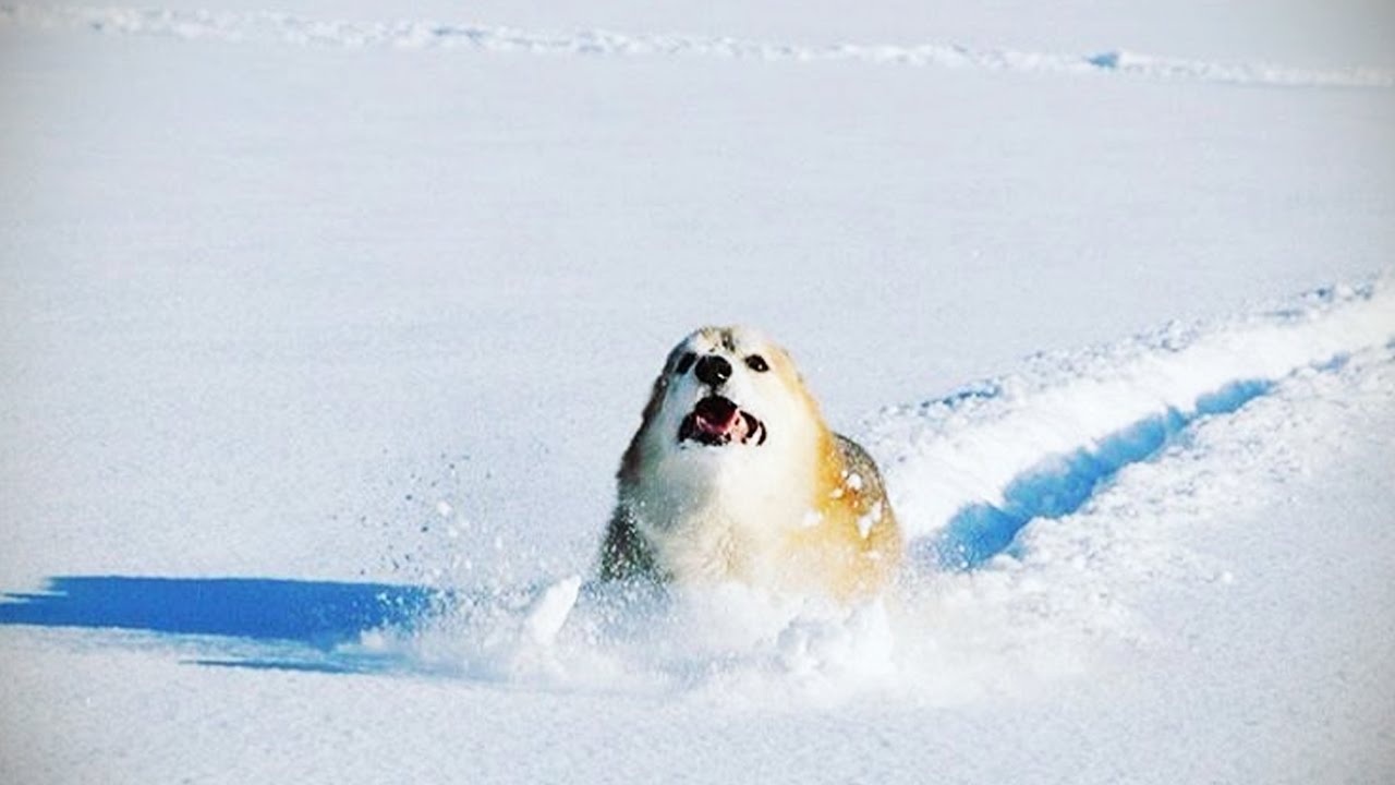 funny dogs in snow
