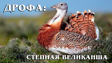 Дрофа: Самая крупная не хищная летающая птица | Интересные факты про птиц