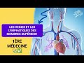 Anatomie les veines et les lymphatiques des membres suprieurs 1re mdecine 