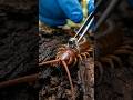 POV: What a Centipede Sees with a Micro-Camera! 🐛🎥 #shorts #pov #viral