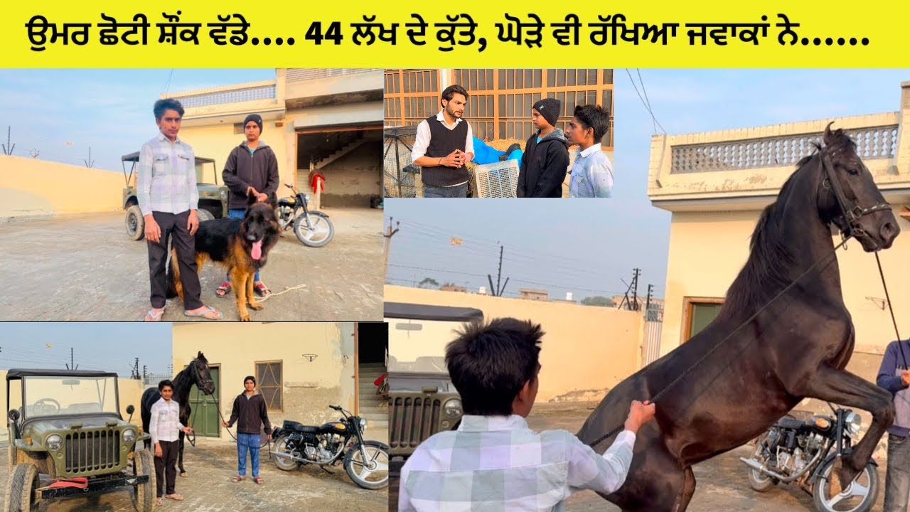 ਉਮਰ ਛੋਟੀ ਸ਼ੌਂਕ ਵੱਡੇ…. 44 ਲੱਖ ਦੇ ਕੁੱਤੇ, ਘੋੜੇ ਵੀ ਰੱਖਿਆ ਜਵਾਕਾਂ ਨੇ…… #youtube #davindernirman