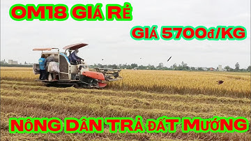 thu hoach lúa  OM18 , rất nhiều nông dân trả đất mướng lại cho chủ ruộng do giá lúa quá rẻ