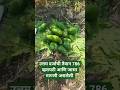 Taiwan papai cutting 8.50 paise #agriculture #fruit #farming #vegetables