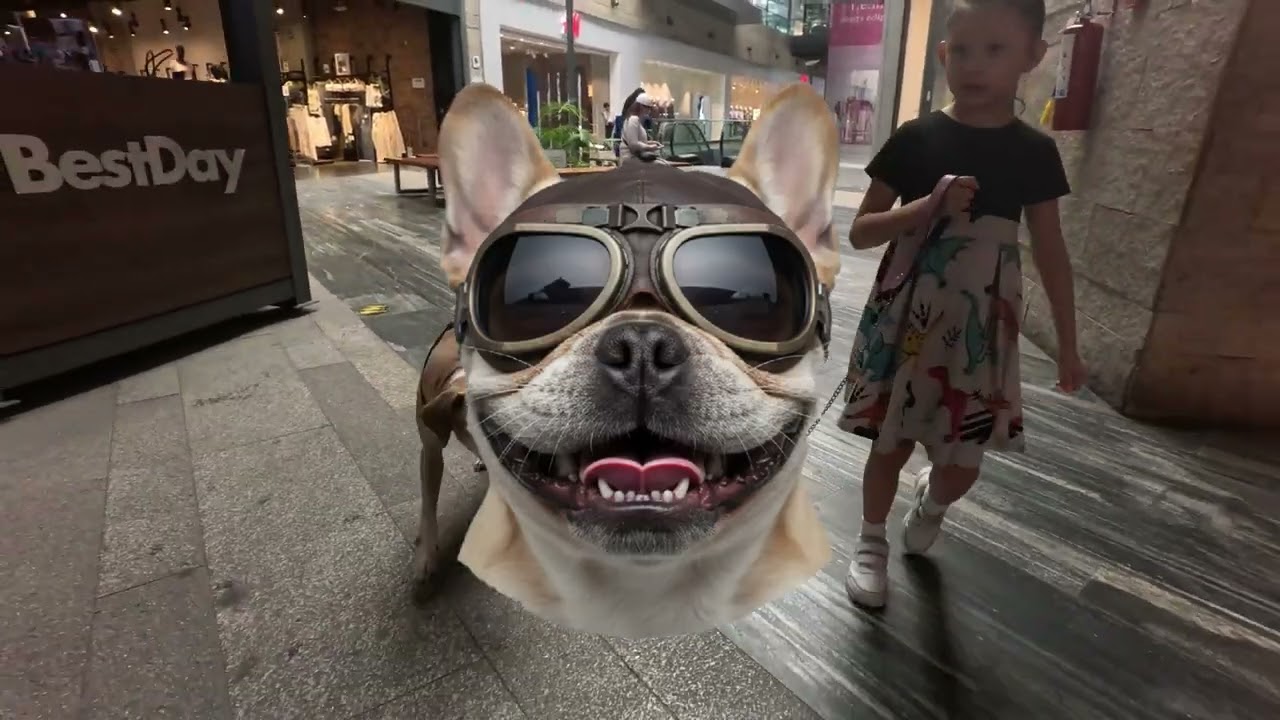 Paseando a nuestra perrita de 15 años