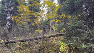 DEBUNKED: Footage of Bigfoot Tree Knocks from Alberta, September 2023 BIGFOOT SASQUATCH