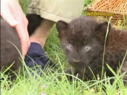 Harimau Kumbang Kembar di Kebun Binatang Jerman YouTube