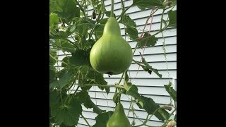 My garden 2015-How to grow bottle gourd