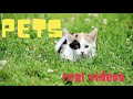 Pet Characteristics Quiz