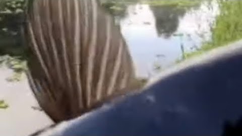 Câu cá lóc U minh thượng sh2. 10. 2022