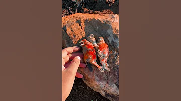طيور تنام في الطبيعة ما نوع هذه الطيور Birdsounds ببغاء الصيد Chasse طيور Birds الحسون 