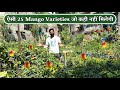  mango        fruit plant       nursery  