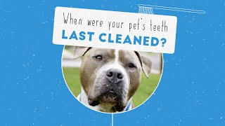 Have you brushed their teeth lately? by Gilbertsville Veterinary Hospital 1 view 2 years ago 31 seconds