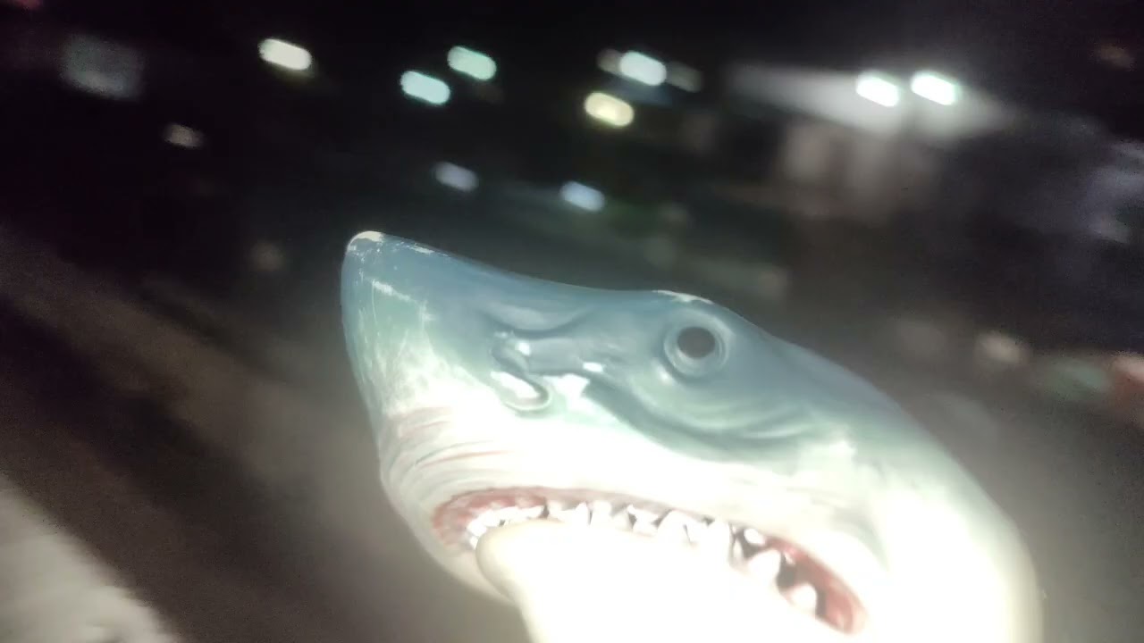 Shark puppet seeing a lunar eclipse! 