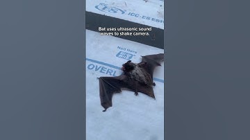 Bat uses ultra sound to vibrate camera #amazing