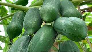 How To Grow Papaya from seed | Growing Papaya on the Ground