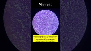 placenta - Histología