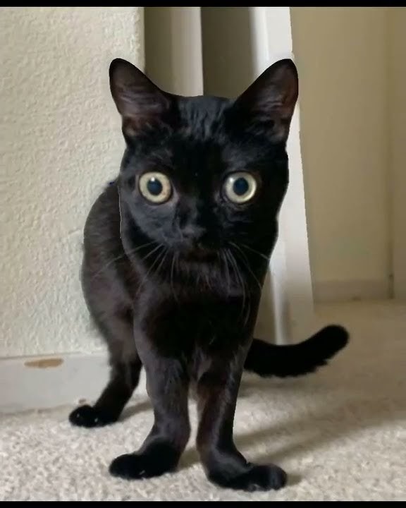 Big foot jinx phonky town edit