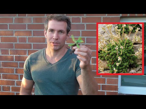 Video: Steinbrech Paniculata