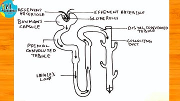 How To Draw Nephron Diagram With Label Step By Step | Nephron Drawing CBSE Syllabus |Nephron Diagram